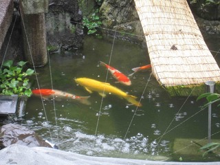 鯉(1).jpg