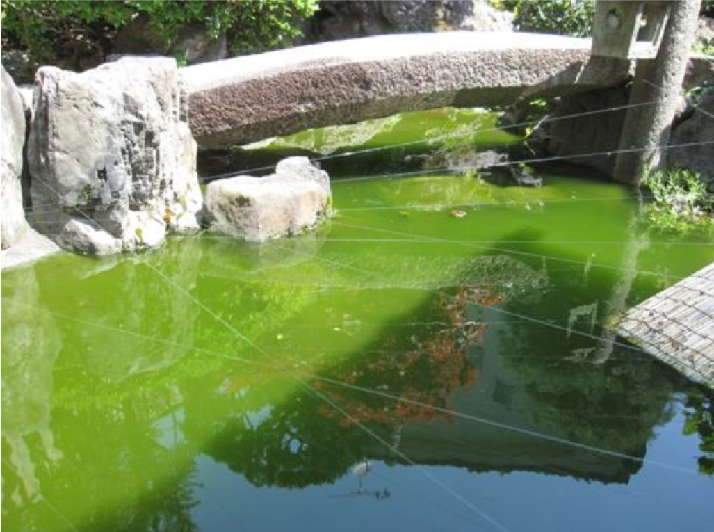 水質浄化: (3) 池の浄化 アオコや悪臭の改善 ㈱UTK