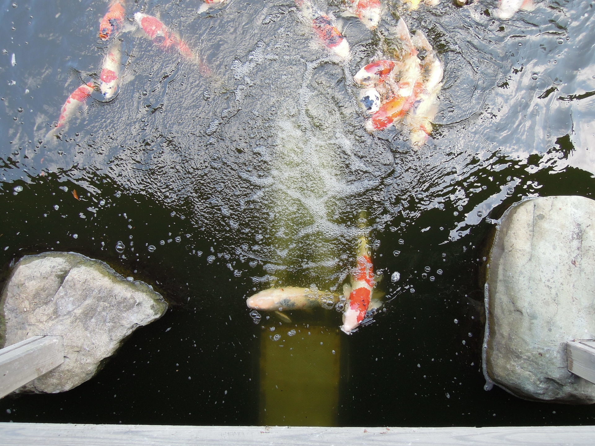 水質浄化: 池の浄化 アオコや悪臭の改善 ㈱UTK